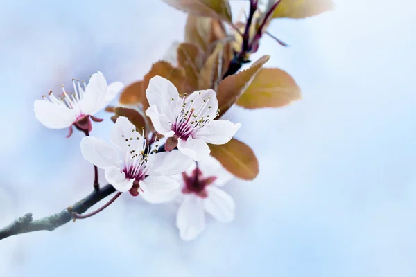 Jarní Třešňové květy — Stock fotografie
