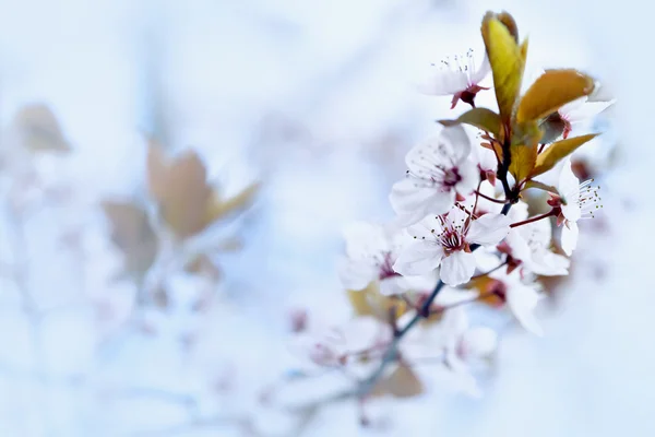 Jarní Třešňové květy — Stock fotografie