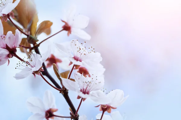 Spring Cherry blossoms — Stock Photo, Image