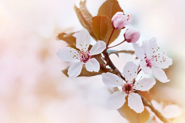 Spring Cherry blossoms