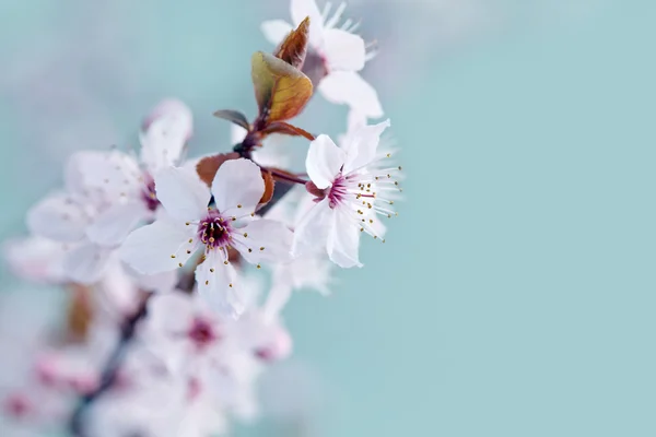 Jarní Třešňové květy — Stock fotografie