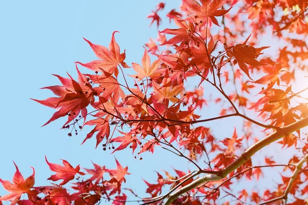 Red Japanese Maple leaves