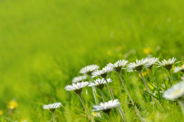 Güzel güneşli papatya çiçekleri (Bellis perennis) 