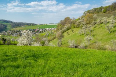 İsviçre 'de bahar çayırları ve tarlaları. Çiçek açan kiraz ağaçları. Uyanış doğası