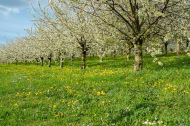 Bahar ilham. Çiçek açan kiraz ağaçlarıyla bahar manzarası. Parlak bahar günü