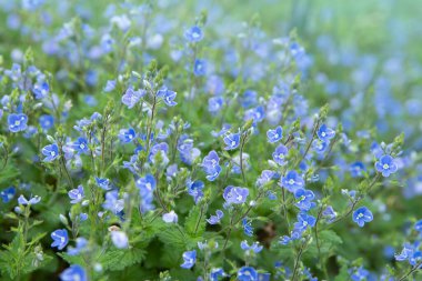 Vahşi orman küçük mavi çiçekler çayır üzerinde. Veronica (Germander, Speedwell) çiçekleri