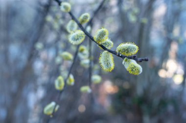 Flowering pussy willow branches in early spring