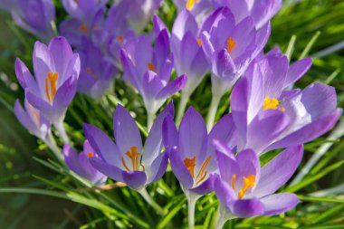 İlkbaharın başlarında çiçek açan mor timsah çiçekleriyle bahar arkaplanı. Crocus Iridaceae (The Iris Family)