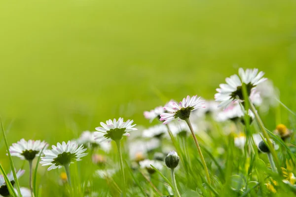 Hermosas Flores Margarita Soleada Bellis Perennis — Foto de Stock