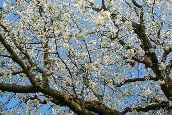 Цвіте Вишневе Дерево Навесні Гілки Сонячної Вишні Білими Квітами Фоні — стокове фото
