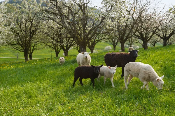Ειδυλλιακή Σκηνή Βόσκηση Πρόβατα Φόντο Τοπίο Της Φύσης Ομάδα Προβάτων — Φωτογραφία Αρχείου