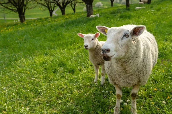 Idyllische Scene Met Grazende Schapen Met Natuur Landschap Achtergrond Een — Stockfoto