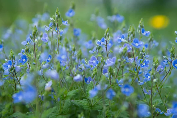 Dziki Las Malutkie Niebieskie Kwiaty Łące Veronica Niemcy Speedwell Kwiaty — Zdjęcie stockowe