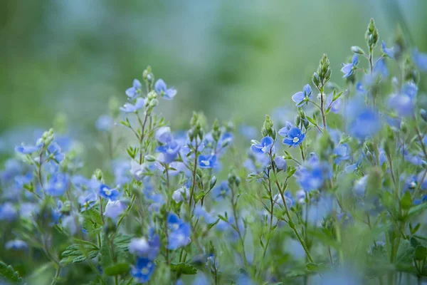 Forêt Sauvage Minuscules Fleurs Bleues Sur Prairie Veronica Allemagne Speedwell — Photo