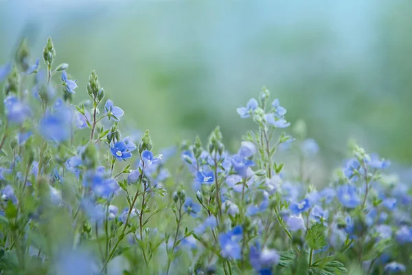 Bosque Salvaje Minúsculas Flores Azules Prado Verónica Germander Speedwell Flores — Foto de Stock