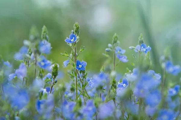 Άγριο Δάσος Μικροσκοπικά Μπλε Λουλούδια Στο Λιβάδι Βερόνικα Germander Speedwell — Φωτογραφία Αρχείου