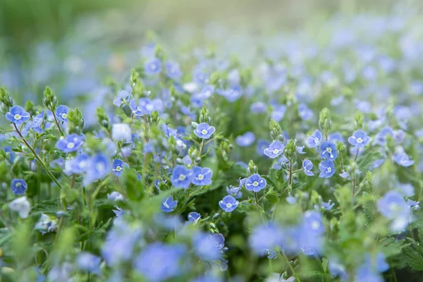 Forêt Sauvage Minuscules Fleurs Bleues Sur Prairie Veronica Allemagne Speedwell — Photo