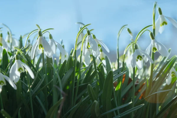 Gün Batımında Sahada Kar Damlaları Galanthus Nivalis Yumuşak Seçici Odak — Stok fotoğraf