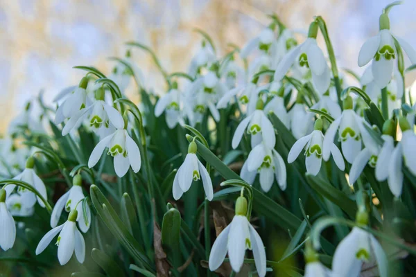 Gün Batımında Sahada Kar Damlaları Galanthus Nivalis Yumuşak Seçici Odak — Stok fotoğraf