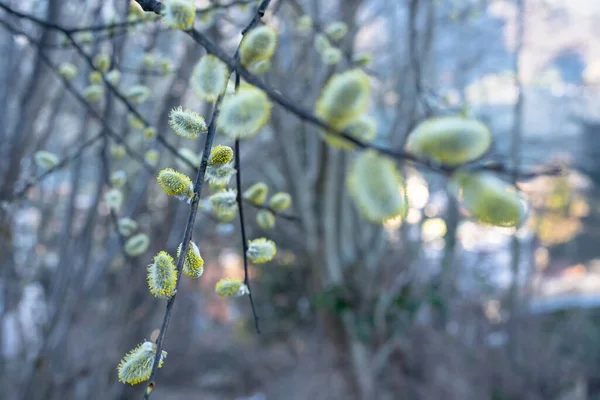 Flowering Pussy Willow Branches Early Spring — Foto Stock