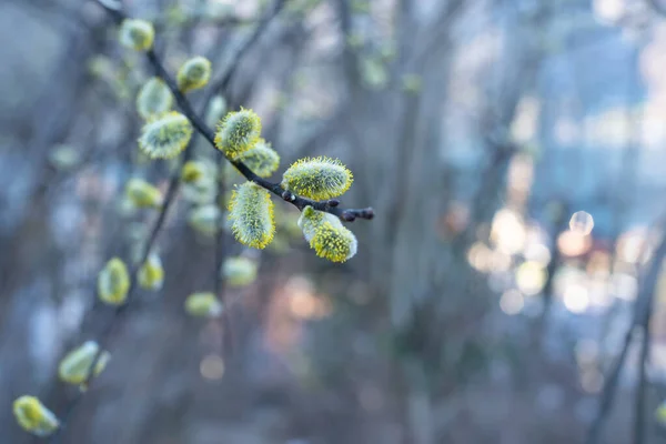 Flowering Pussy Willow Branches Early Spring — Stock Fotó