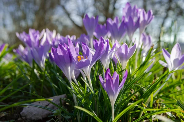 Spring Background Flowering Violet Crocuses Flowers Early Spring Crocus Iridaceae — Stock Photo, Image