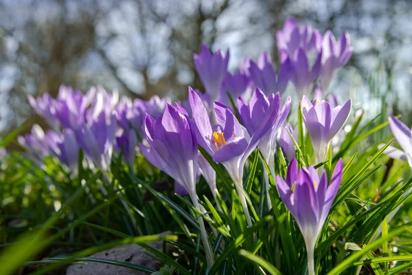 Spring Background Flowering Violet Crocuses Flowers Early Spring Crocus Iridaceae — Stock Photo, Image