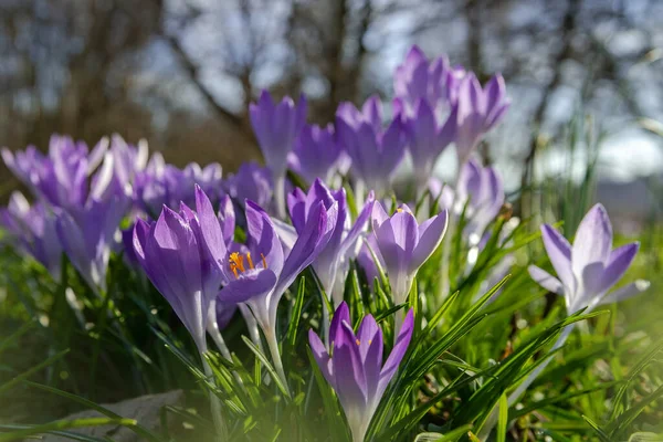 Fondo Primaverile Con Fiori Crochi Viola Fiore All Inizio Della — Foto Stock