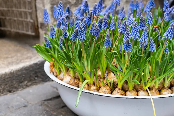 春の青いムスカリ ブドウヒヤシンス の花鉢 — ストック写真