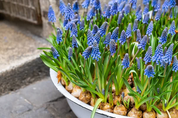 Niebieskie Kwiaty Muscari Hiacynt Winogron Sezonie Wiosennym Doniczce — Zdjęcie stockowe