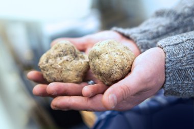 Big Italian white truffles clipart