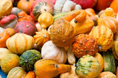 Renkli balkabakları