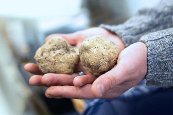 Grandes trufas brancas italianas — Fotografia de Stock