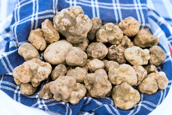 Italian white truffles — Stock Photo, Image