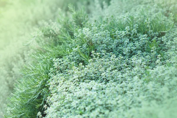 Tomillo y hierbas de romero — Foto de Stock