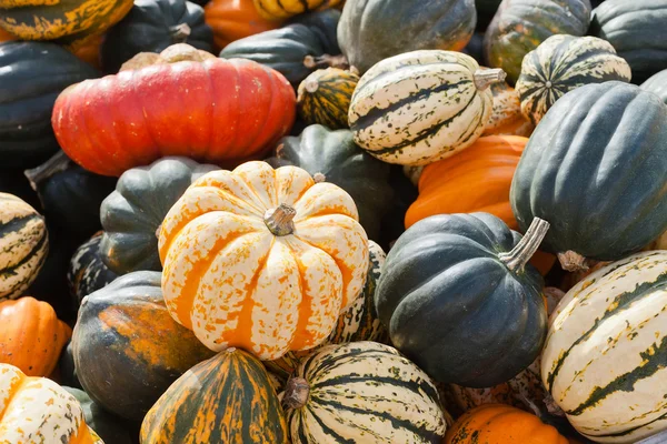 Pumpkins — Stock Photo, Image