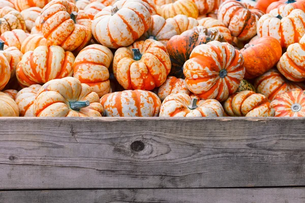 Pumpkins — Stock Photo, Image