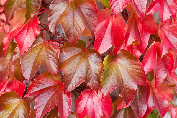 Naturlig baggrund for Red Ivy Parthenocissus Quinquefolia - Stock-foto