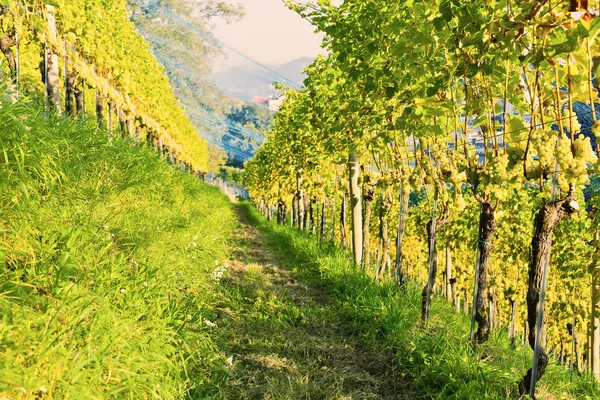 Vineyards — Stock Photo, Image