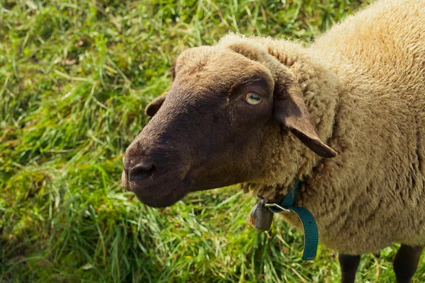 Schapen — Stockfoto