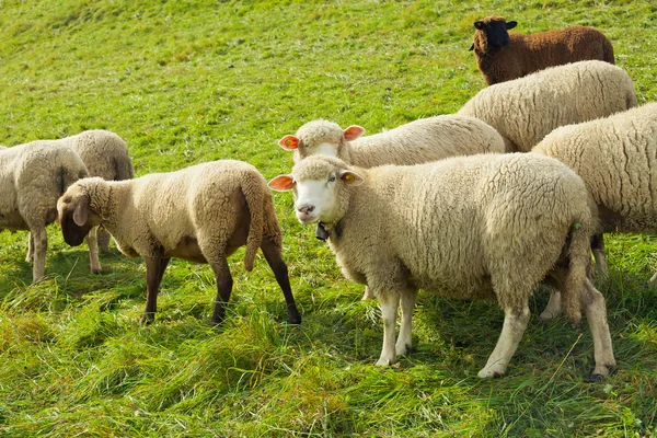 Kudde schapen — Stockfoto