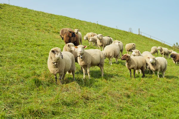 Kudde schapen — Stockfoto