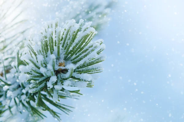トウヒのクリスマス ツリーはクローズ アップで冬霜 — ストック写真