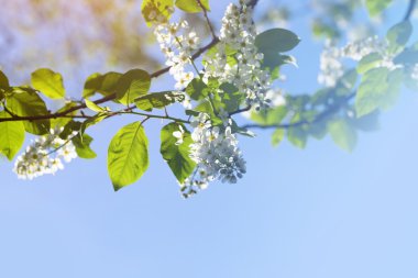 Bir kuş kiraz ağacının çiçekleri