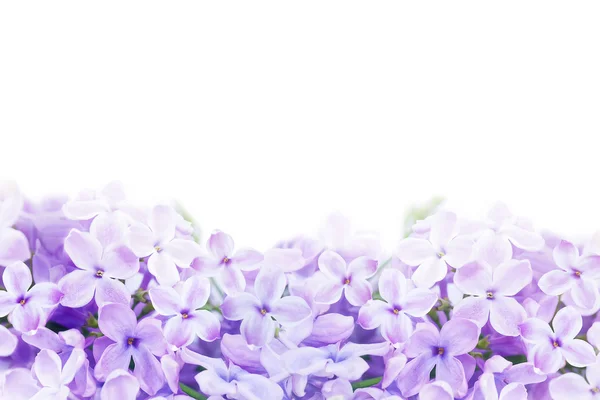 Lilac violet flowers — Stock Photo, Image