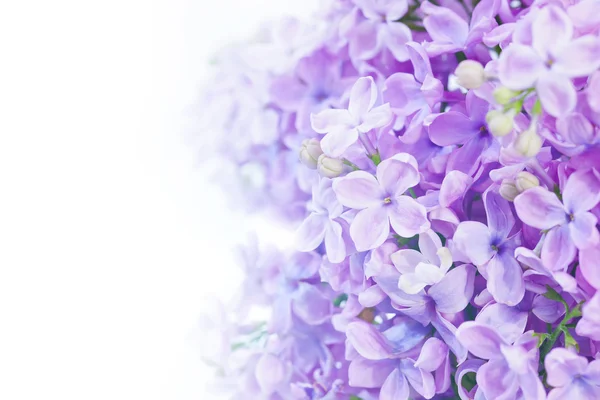 Lilac violet flowers — Stock Photo, Image