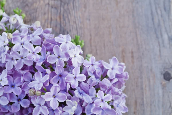Primavera flores lila — Foto de Stock