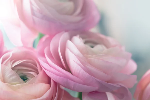 Pink ranunculus — Stock Photo, Image