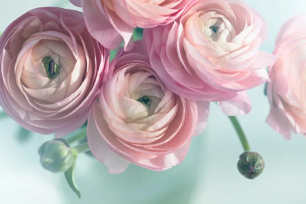 Pink ranunculus — Stock Photo, Image