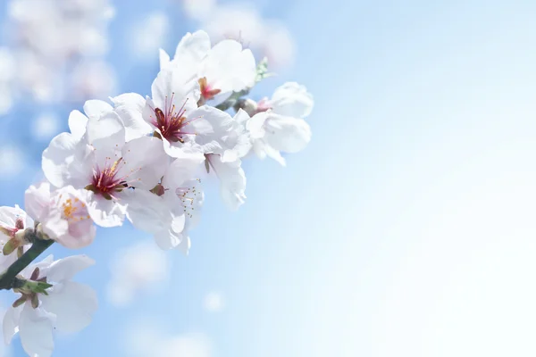 Flores de maçã na primavera — Fotografia de Stock